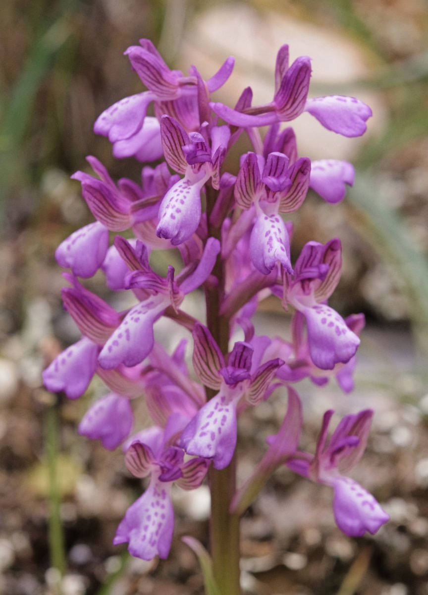 Ultime orchidee per quest''anno - Dalla Grecia con passione